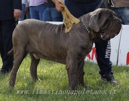 Eduardo di Casa Telemaco