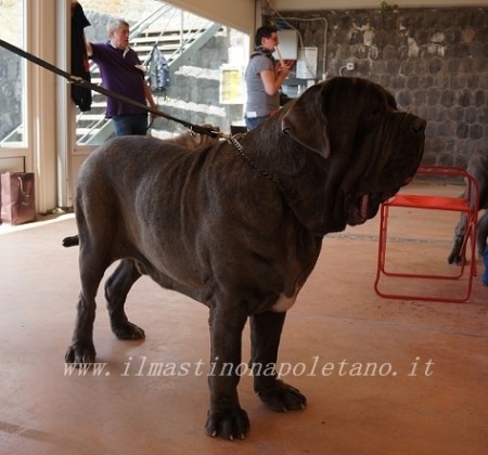 Baldassarre di Camerlingo/Stingone