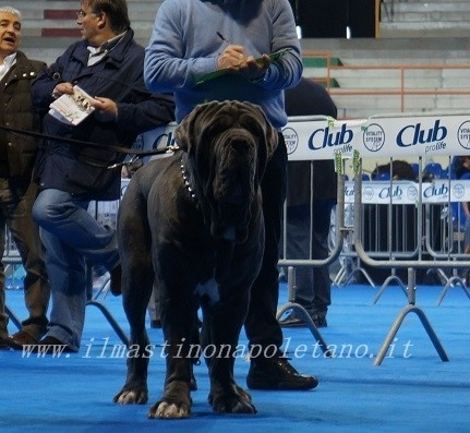 Samuel Cutolo dello Stradone Vesuviano
